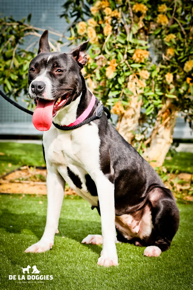 My name is Stella. A1432321 I am a 1 year old, an unaltered female, black and white Pit Bull Terrier. I have been at the shelter since Oct 18, 2013. WAY TOO LONG! PLEASE COME MEET ME! 1850 West 60th street Los Angeles, CA 90047 L.A. 90018 (213) 485-0214