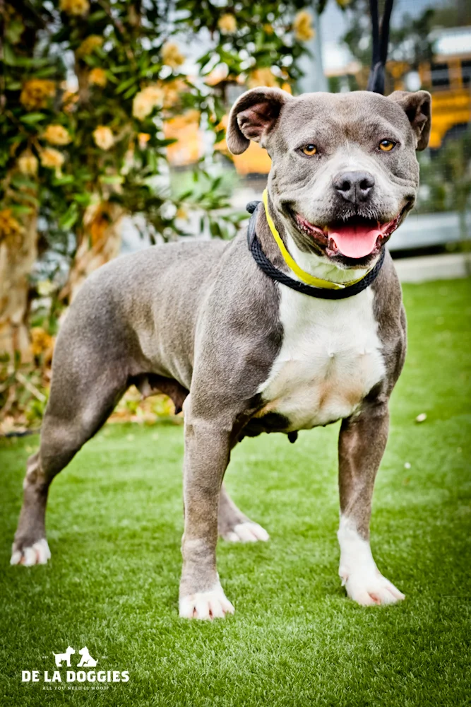 Hi my name is Luna . A1432639 I am a 4 year old, unaltered female, gray and white Pit Bull Terrier. Im very scared & VERY sweet. I have been at the shelter since Oct 20, 2013.PLEASE come meet me! 1850 West 60th street Los Angeles, CA 900 47 L.A. 90018 (213) 485-0214