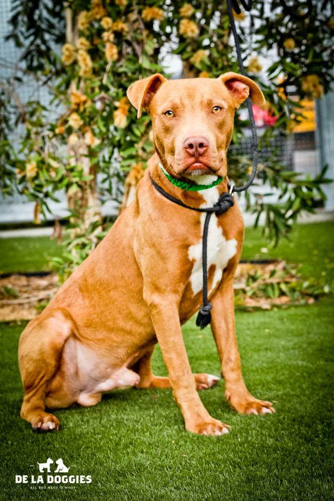 Hi I'm Pepper. A1434067 I am a 1 year old, unaltered male, tan and white Pit Bull Terrier. I have been at the shelter since Oct 26, 2013. PLEASE come meet me!!! 1850 West 60th street Los Angeles, CA 90047 L.A. 90018 (213) 485-0214