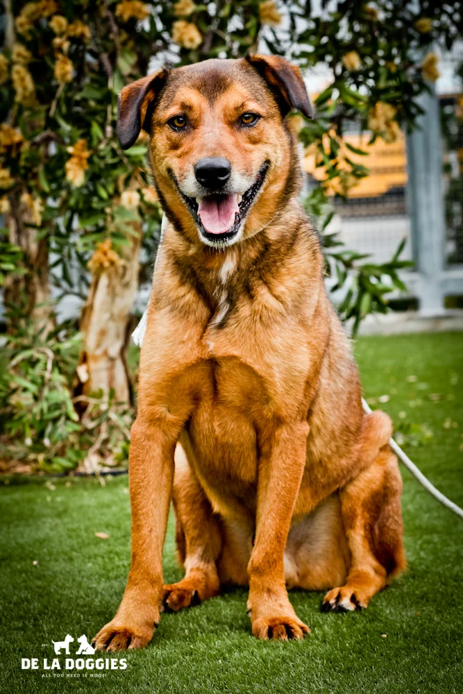 Hi my name is Gordo. A1435328 I am a 3 year old, already neutered male, brown and black German Shepherd Dog mix. I have been at the shelter since Nov 01, 2013.. PLEASE come meet me!! 1850 West 60th street Los Angeles, CA 90047 L.A. 90018 (213) 485-0214