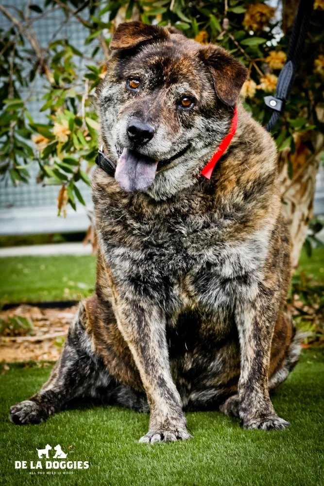Hi my name is Spike. A1436252 I am a 10 year old, neutered male, brown brindle Chow Chow and Pit Bull Terrier.I have been at the shelter since Nov 06, 2013. PLEASE come meet me!! 1850 West 60th street Los Angeles, CA 90047 L.A. 90018 (213) 485-0214