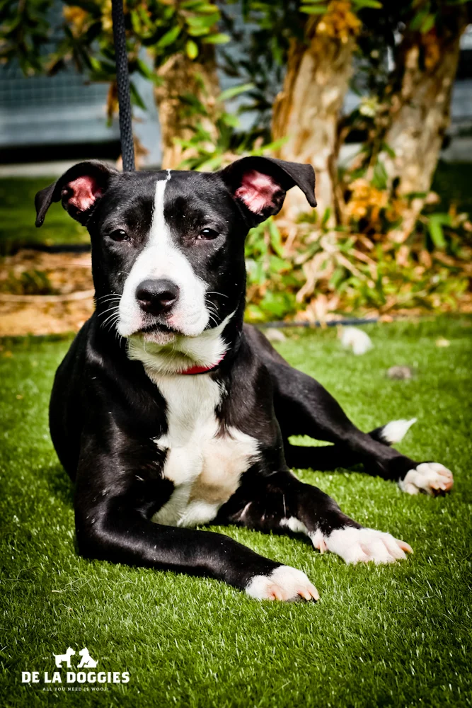1.5 year old female. South LA A1436338, only 29 lbs. 1850 West 60th street Los Angeles, CA 90047 L.A. 90018 (213) 485-0214