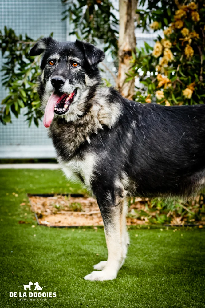BEAUTIFUL 10 year old SISTERS NEED HOME!! A1436407 & A143606 Both are 10 year old, unaltered female, black and brown Shetland Sheepdog. They have been at the shelter since Nov 06, 2013. Please go meet them!! 1850 West 60th street Los Ange les, CA 90047 L.A. 90018 (213) 485-0214