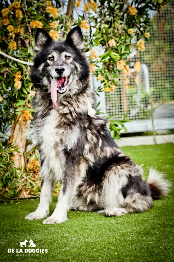 BEAUTIFUL 10 year old SISTERS NEED HOME!! A1436407 & A143606 Both are 10 year old, unaltered female, black and brown Shetland Sheepdog. They have been at the shelter since Nov 06, 2013. Please go meet them!! 1850 West 60th street Los Ange les, CA 90047 L.A. 90018 (213) 485-0214