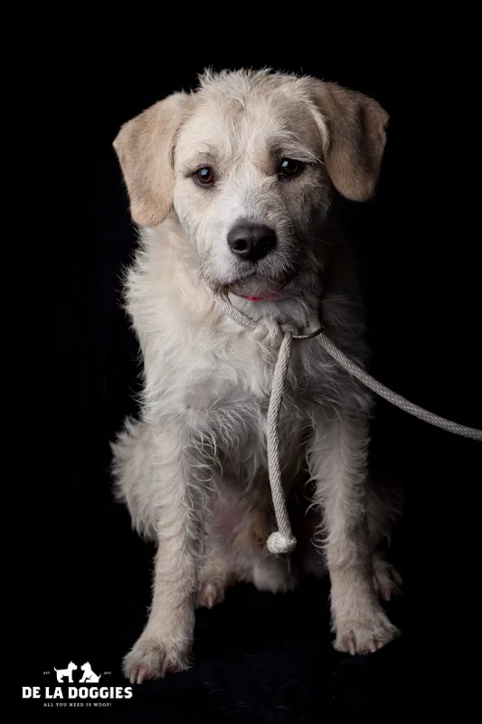Hi my name is Tyler. A1435731 I am a 1.5 year old, unaltered male, white Labrador Retriever mix. I have been at the shelter since Nov 03, 2013. Please come meet me! 1850 West 60th street Los Angeles, CA 90047 L.A. 90018 (213) 485-0214