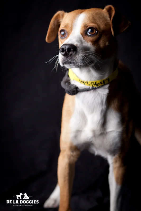 Hi my name is Homer. A1438647 I am a 2 year old, unaltered male, brown and white Beagle mix. I have been at the shelter since Nov 19, 2013. Please come meet me! 1850 West 60th street Los Angeles, CA 90047 L.A. 90018 (213) 485-0214