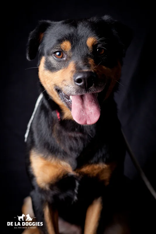 Hi my name is Randy. A1431799 I am a 5 year old, unaltered male, black and tan Rottweiler and Labrador Retriever. I have been at the shelter since Oct 16, 2013. 1850 West 60th street Los Angeles, CA 90047 L.A. 90018 (213) 485-0214
