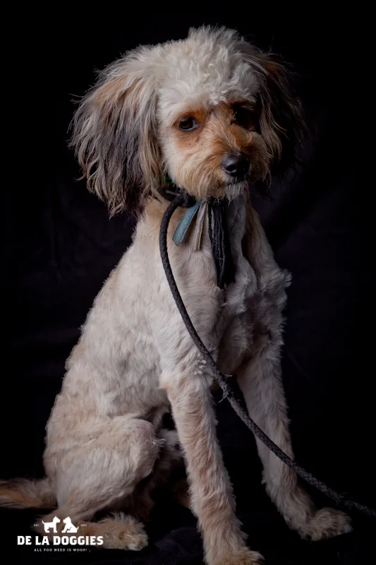 Hi my name is Joey. A1439303 I am a 2 year old, unaltered male, cream Miniature poodle. I have been at the shelter since Nov 22, 2013. 1850 West 60th street Los Angeles, CA 90047 L.A. 90018 (213) 485-0214