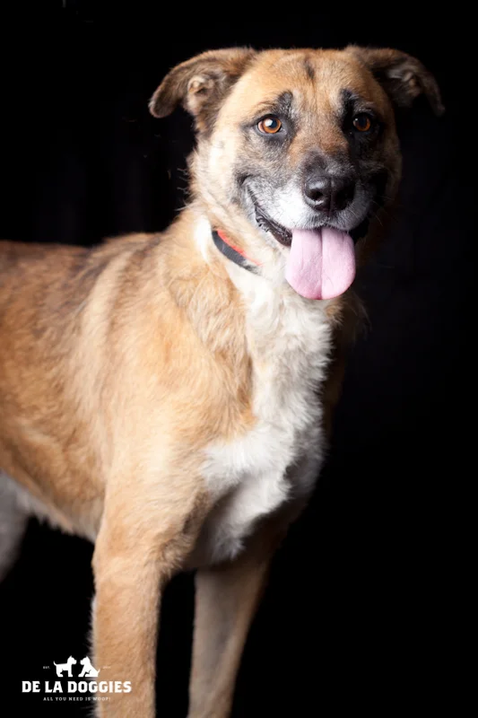 Hi my name is Ruby. A1430871 I am an 8 year old, spayed female, brown and tan German Shepherd Dog and Akita. I have been at the shelter since Oct 11, 2013. 1850 West 60th street Los Angeles, CA 90047 L.A. 90018 (213) 485-0214