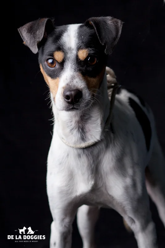 Hi my name is Lucky. A1428567 I am a 4 year old, already neutered male, tricolor Rat Terrier mix. I have been at the shelter since Oct 01, 2013. PLEASE come meet me!!! 1850 West 60th street Los Angeles, CA 90047 L.A. 90018 (213) 485-0214