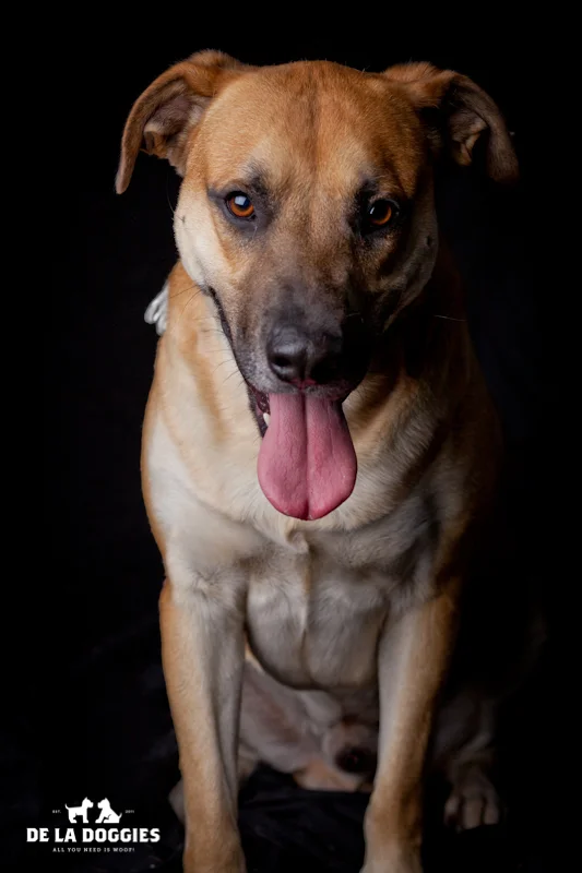 Hi my name is Broadway. A1220267 I am almost 3 year old, unaltered male, German Shepherd mix.. i've been at the shelter since before Halloween!!! PLEASE come meet me! I have been at the shelter since Oct 23, 2013. 1850 West 60th street Los Angeles, CA 90047 L.A. 90018 (213) 485-0214