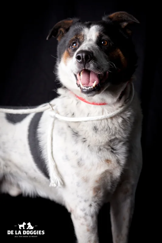 Hi my name is Tiry. A0827496 I am a 7 year old, unaltered male, black and white Pointer mix. I have been at the shelter since Nov 06, 2013. Please come meet me! 1850 West 60th street Los Angeles, CA 90047 L.A. 90018 (213) 485-0214