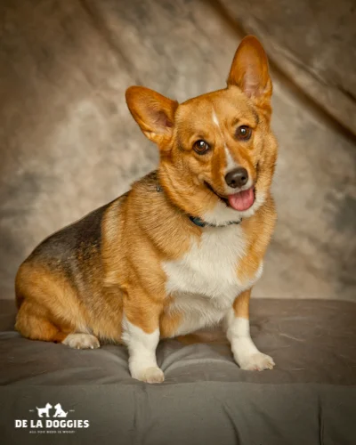corgi.jpg