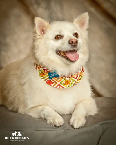 kuma.jpg