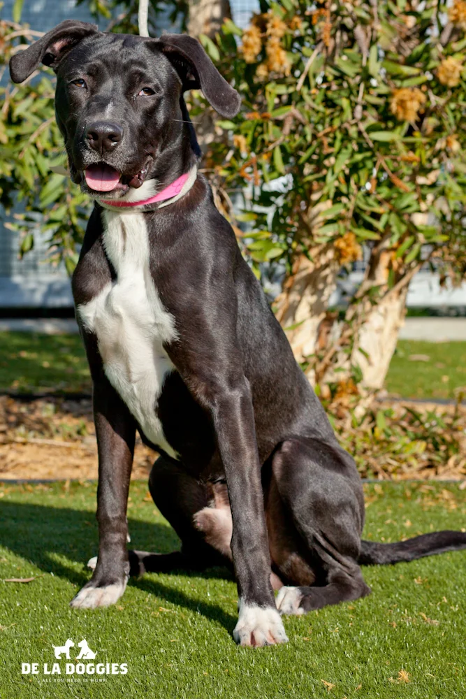Hi my name is Cesar. A1440353 I am a 1.5 year old, unaltered male, black and white Labrador Retriever mix. I have been at the shelter since Nov 29, 2013. Please come meet me! 1850 West 60th street Los Angeles, CA 90047 L.A. 90018 (213) 485-0214