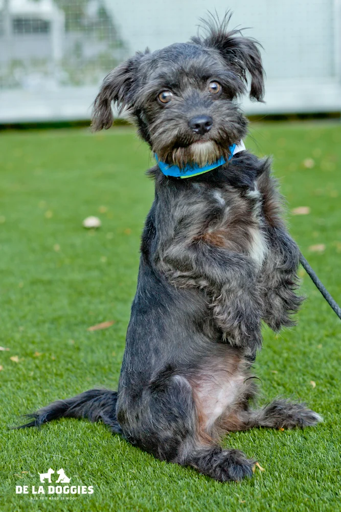 Hi my name is Max. A1439986 I am a 6 month old, 10lb, unaltered male, gray and white Schnauzer - Miniature mix. I have been at the shelter since Nov 26, 2013. Please come meet me! 1850 West 60th street Los Angeles, CA 90047 L.A. 90018 (213) 485-0214