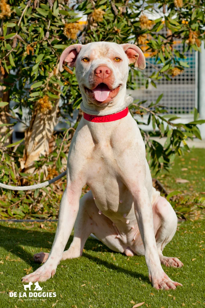 Hi my name is Uma. A1438864 I am a 1 year old, unaltered female, white and tan Chinese Sharpei and Pit Bull Terrier. I have been at the shelter since Nov 20, 2013. Please come meet me! 1850 West 60th street Los Angeles, CA 90047 L.A. 90018 (213) 485-0214