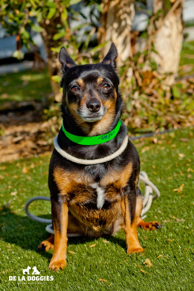Hi my name is Serena. A1438612 I am a 5 year old, ALREADY spayed female, black and tan Chihuahua. I have been at the shelter since Nov 19, 2013. Please come meet me! 1850 West 60th street Los Angeles, CA 90047 L.A. 90018 (213) 485-0214