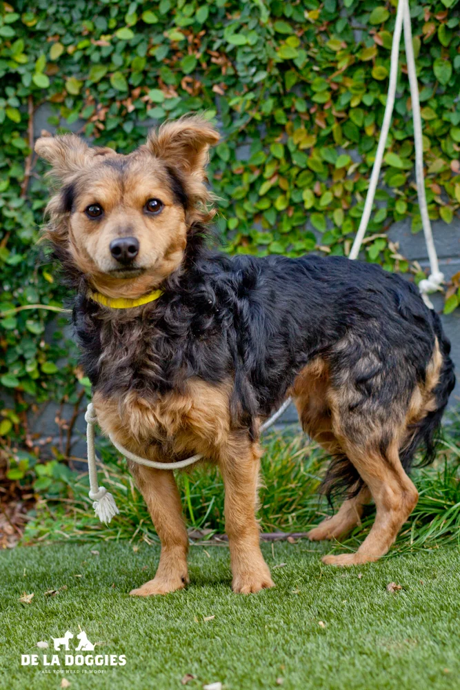 Hi my name is Suko. A1434816 I am a 2.5 year old, unaltered male, black and gold Papillon. I have been at the shelter since Oct 30, 2013. PLEASE come meet me! 1850 West 60th street Los Angeles, CA 90047 L.A. 90018 (213) 485-0214