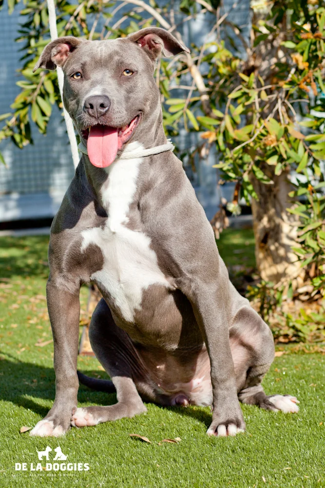Hi my name is Rosie. A1428362 I am a 10 month old, 29lb, unaltered female, blue and white Pit Bull Terrier. I have been at the shelter since Sep 30, 2013. Please come meet me! 1850 West 60th street Los Angeles, CA 90047 L.A. 90018 (213) 485-0214