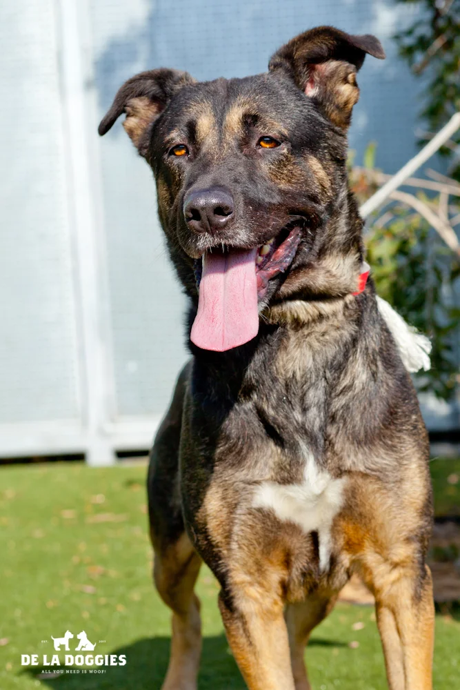 Hi my name is King. A1409796 I am a 3 year old, neutered male, black and brown German Shepherd. I have been at the shelter since Nov 05, 2013. Please come meet me! 1850 West 60th street Los Angeles, CA 90047 L.A. 90018 (213) 485-0214
