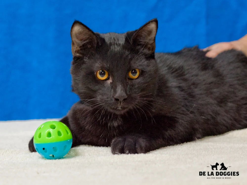 A4653779 Tom Jefferson is a very friendly eleven month old black neutered male Domestic Shorthaired kitten who was found in Lynwood on November 17th and brought to the Downey Shelter. Tom Jefferson weighs six pounds. His brother Ben Franklin was adopted a few days ago.
