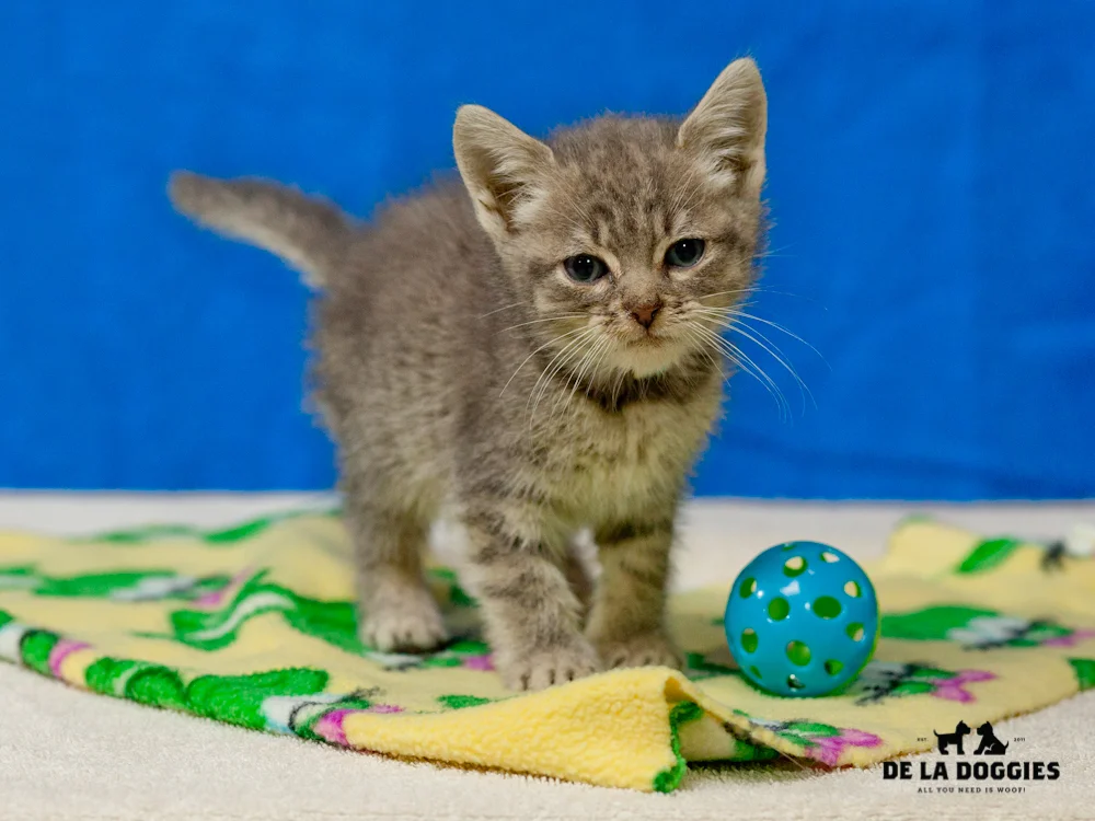 A4656757 Nuggets is a three month old gray tiger male Domestic Shorthaired kitten who was found in East Los Angeles on November 28th and brought to the Downey Shelter. Nuggest weighs 1.2 pounds.