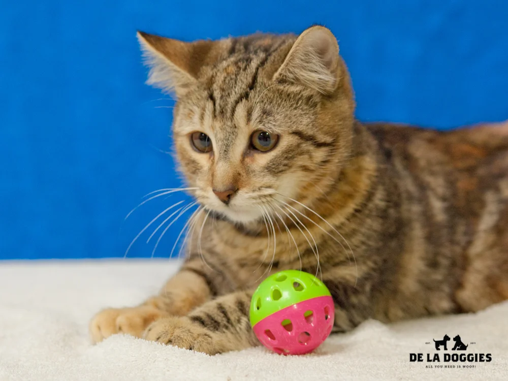 A4658091 Nicole is a one year old calico female Domestic Shorthaired kitten who was forsaken at the Downey Shelter on December 4th. Nicole weighs six pounds. Sister of Clark A4658093, she is more relaxed.