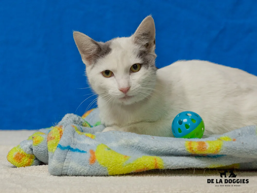 A4656351 Mickey Mouse is an eleven month old white and gray male Domestic Shorthaired kitten who was found in Downey on November 26th and brought to the Downey Shelter. Micky Mouse weighs five pounds. This alert and curious kitty watched us take pictures do all the from his cage.