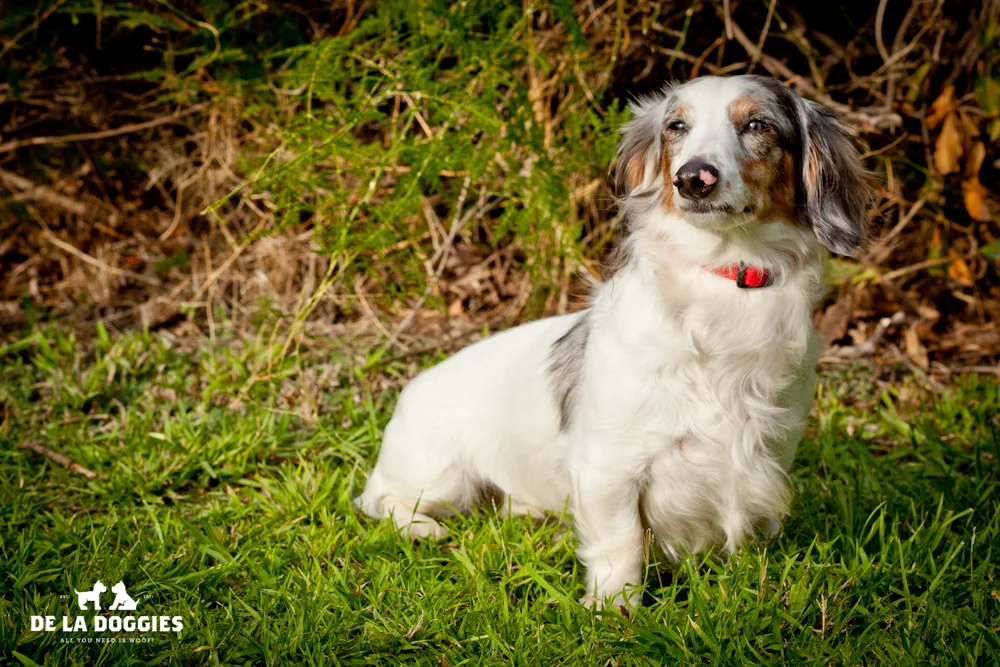 Puppies_1-3.jpg