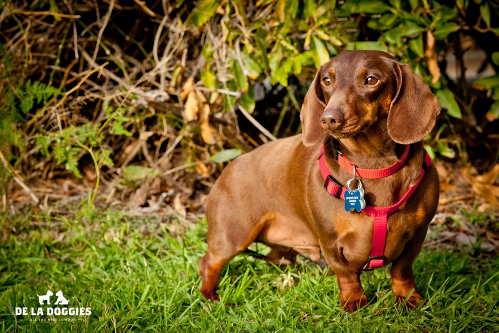 Puppies_1-5.jpg
