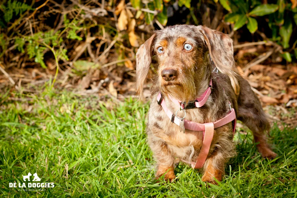 Puppies_1-6.jpg