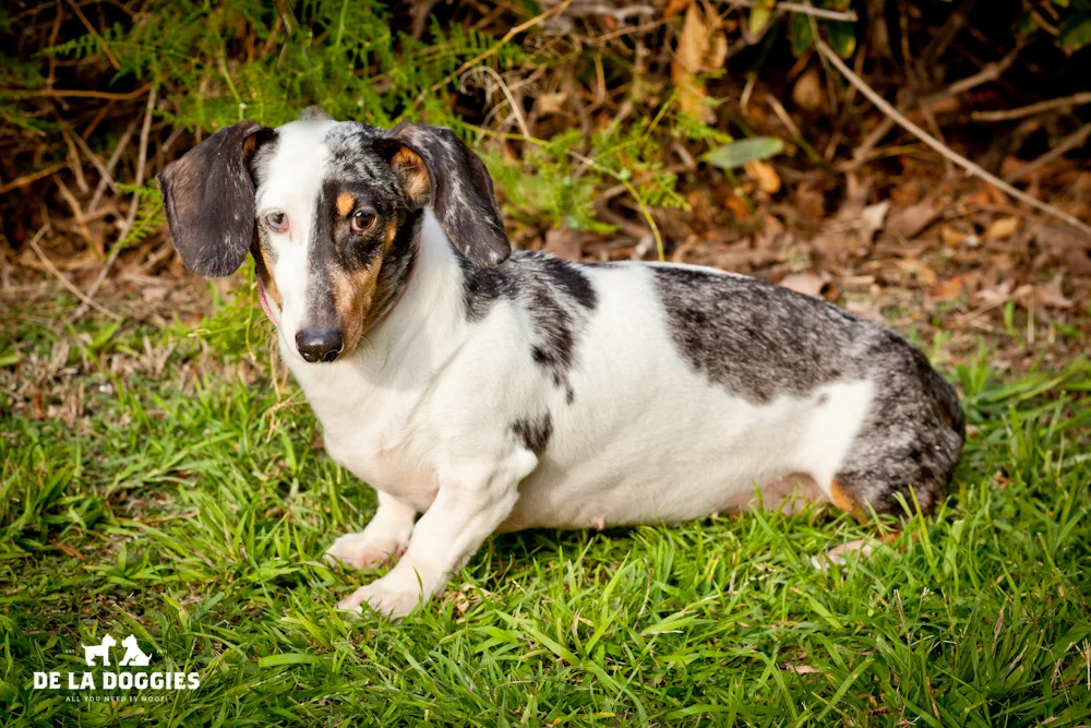 Puppies_1-7.jpg
