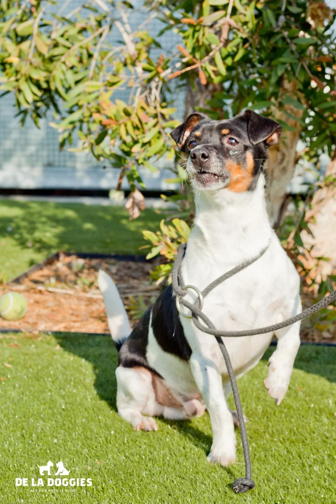 Hi my name is Willy. A1425980 I am a 4 year old, unaltered male, black and white Chihuahua - Smooth Coated. I have been at the shelter since Sep 21, 2013. Please come meet me! 1850 West 60th street Los Angeles, CA 90047 L.A. 90018 (213) 485-0214