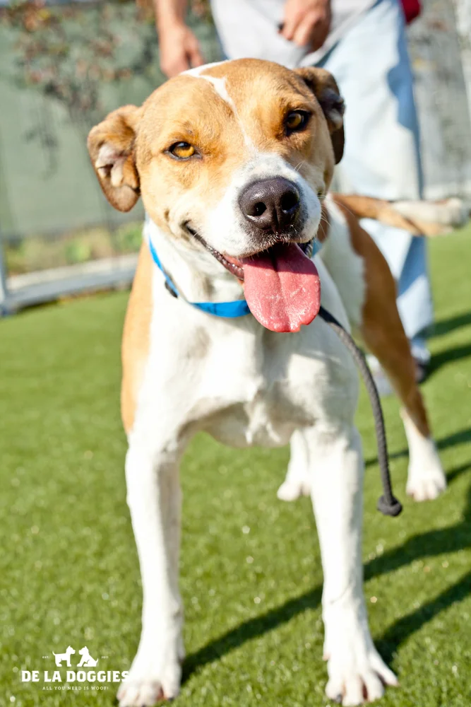 Hi my name is Charlie. A1161727 I am a 4 year old, neutered male, brown Staffordshire Bull Terrier. I have been at the shelter since Nov 27, 2013. Please come meet me! 1850 West 60th street Los Angeles, CA 90047 L.A. 90018 (213) 485-0214