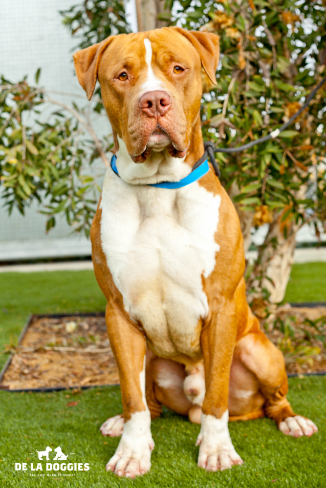 Hi my name is Nahgee A1431036 I am a 2 year old, unaltered male, brown and white American Staffordshire Terrier. I have been at the shelter since Oct 12, 2013. Please come meet me! 1850 West 60th street Los Angeles, CA 90047 L.A. 90018 (213) 485-0214