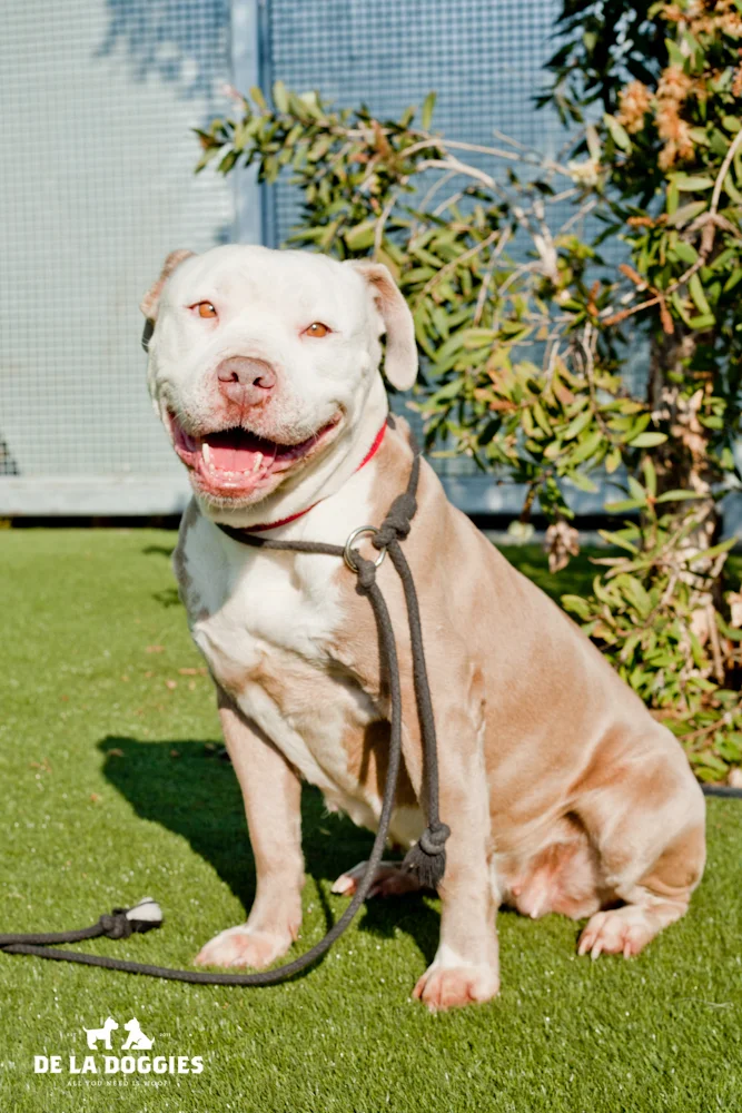 Hi my name is Mika. A1439698 I am a 3 year old, unaltered female, fawn and white Pit Bull Terrier. I have been at the shelter since Nov 24, 2013. Please come meet me! 1850 West 60th street Los Angeles, CA 90047 L.A. 90018 (213) 485-0214