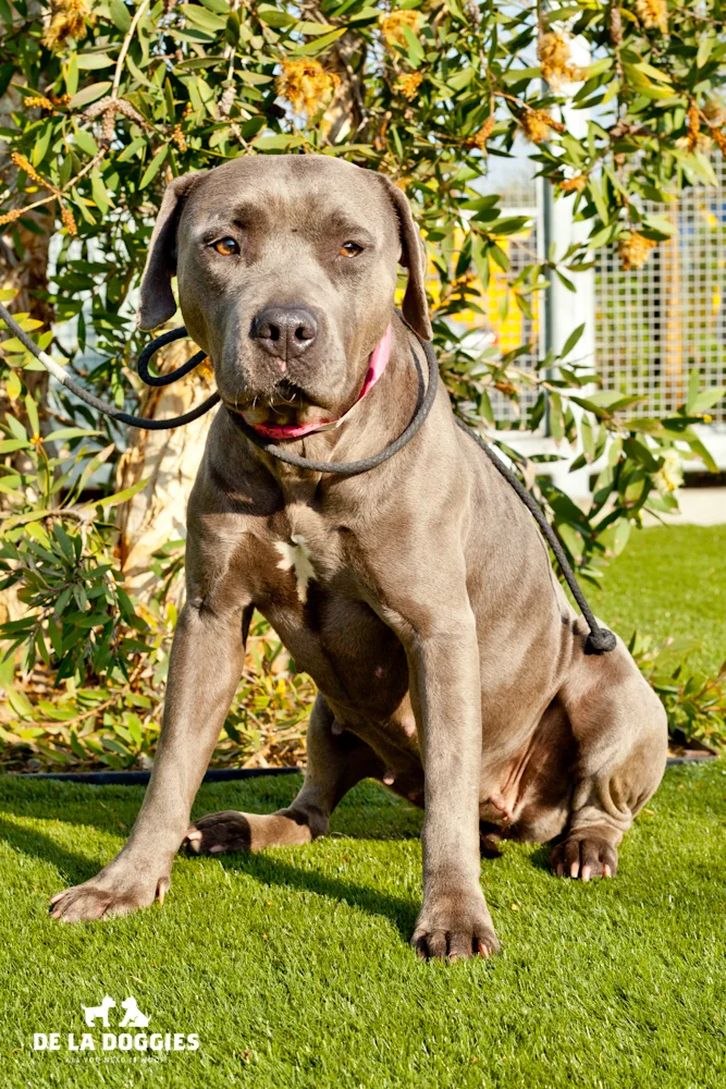 Hi my name is Roxanne. A1437362 I am a 4 year old, unaltered female, blue and white Pit Bull Terrier. I have been at the shelter since Nov 12, 2013. Please come meet me! 1850 West 60th street Los Angeles, CA 90047 L.A. 90018 (213) 485-0214