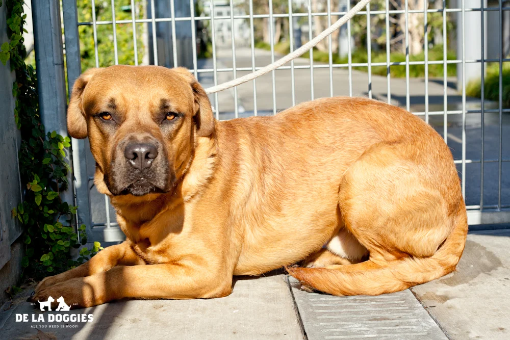 Hi my name is Stanley. A1428471 I am a 2 year old, unaltered male, red American Staffordshire Terrier. I have been at the shelter since Oct 01, 2013. Please come meet me! 1850 West 60th street Los Angeles, CA 90047 L.A. 90018 (213) 485-0214