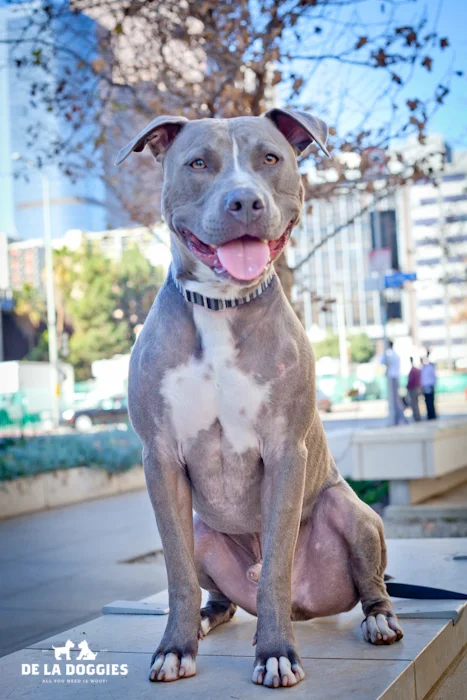 Zyler is a young hunk of a mammal who is currently being fostered with an amazing human, but looking for his forever pack! Loves people, other doggies, and playing! If interested in becoming Zyler's new BFF, please visit United Hope for Animals. https://www.facebook.com/UnitedHope