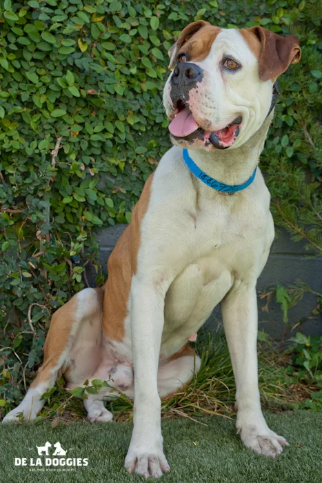 HiHi! My name is Argus A1446725. I am a three year old boxer mix, who came into the shelter as a stray on January 8th. I'm cool, come visit me! South LA Shelter 1850 West 60th street Los Angeles, CA 90047 L.A. 90018 (213) 485-0214