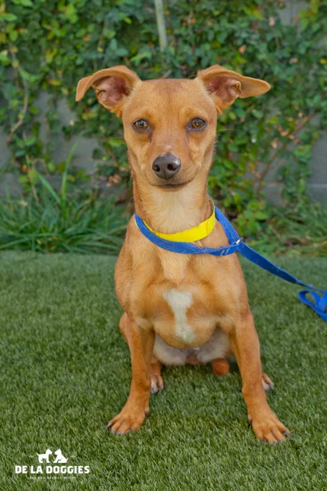 Hello! My name is Daisy A1440772. I am a young, female chihuahua mix. I came into the shelter as an owner surrender on December 2nd. I love to give kisses and to explore. Please come visit me! South LA Shelter 1850 West 60th street Los Angeles, CA 90047 L.A. 90018 (213) 485-0214