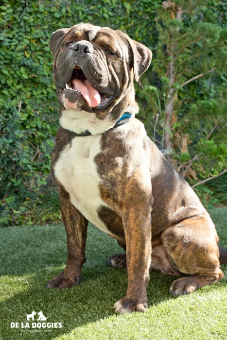 Hello, my name is Elwood A1444061. I am a neutered, two years old American Bulldog mix who came into the shelter as a stray on December 20th. I am pretty active and love to be engaged with. Please visit me! South LA Shelter 1850 West 60th street Los Angeles, CA 90047 L.A. 90018 (213) 485-0214