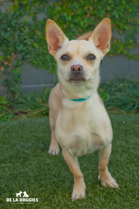 Alo! My name is Esme A1443095 I am a female, one year old chihuahua mix who came into the shelter as a stray on December 14th. I have been here a long time, please come visit me! South LA Shelter 1850 West 60th street Los Angeles, CA 90047 L.A. 90018 (213) 485-0214
