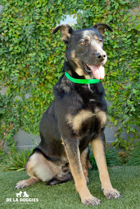 Hi, my name is Pax A1436942. I am a male German Shepherd who is an owner surrender. I'm a year and a half and I have been here since November 9th. A very long time:( I am a good dog and eager to learn new things and will love you and be your best friend! Please come visit me! South LA Shelter 1850 West 60th street Los Angeles, CA 90047 L.A. 90018 (213) 485-0214
