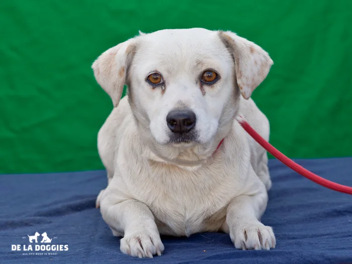 A4668007 Loretta is a ladylike one year old white female Terrier puppy who was found in Bell on January 13th and brought to the Downey Shelter. Weighing twenty-six pounds, Loretta walks well on leash, knows how to ‘sit’ on command and we believe she may be housetrained. She is relaxed, gets along okay with other dogs and we believe she will make a fantastic pet for children. Loretta is a precious puppy who will make an extraordinary indoor pet for anyone in any living situation. To watch a video of Loretta please click here: www.youtube.com/watch?v=zesHhNwmyv0