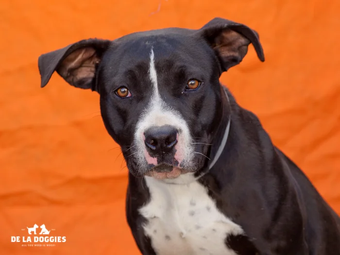 A4667883 Wilma (Flintstone) is an adorable one year old female black and white Pit Bull puppy who was found in Compton on January 13th and brought to the Downey Shelter. Weighing fifty pounds, this charmer walks okay on leash but will benefit from additional training. She is eager-to-please, gets along beautifully with dogs of all sizes and we believe she will be an outstanding playmate for children. She also scored perfectly on her shelter given temperament test! Wilma is a super sweet puppy who is be an excellent indoor pet for an active individual or family living in a private home. To watch a video of Wilma (Flintstone) please click here: www.youtube.com/watch?v=6-du121m7g0 