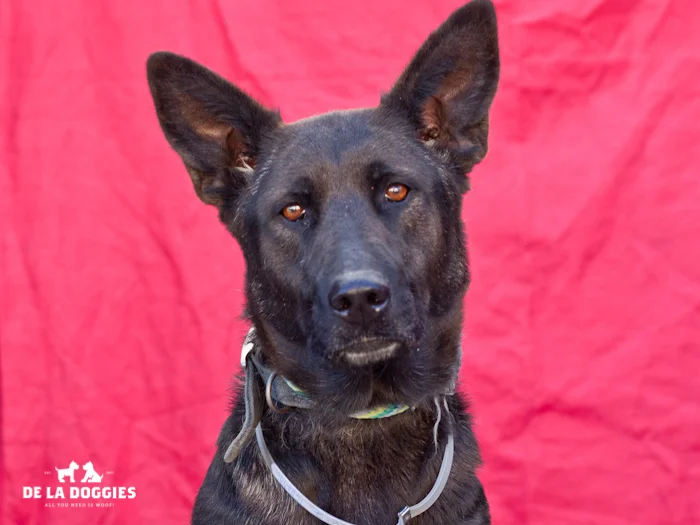 A4668951 Darla is a beautiful four year old black German Shepherd who was found in Downey on January 16th and brought to the Downey Shelter. Weighing seventy-five pounds, this stunner walks very well on leash, knows how to ‘sit’ on command and we believe she is housebroken. She is well-trained, gets along fine with other dogs and we predict she will make an ideal pet for children. Darla is a terrific walking companion and amazing indoor pet for an individual or family living in a private home. To watch a video of Darla please click here: www.youtube.com/watch?v=ywpIe8OxjXQ 