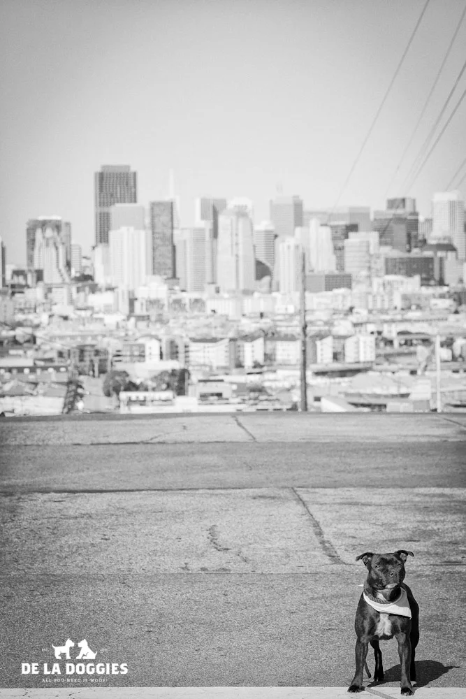 Izzy//San Francisco
