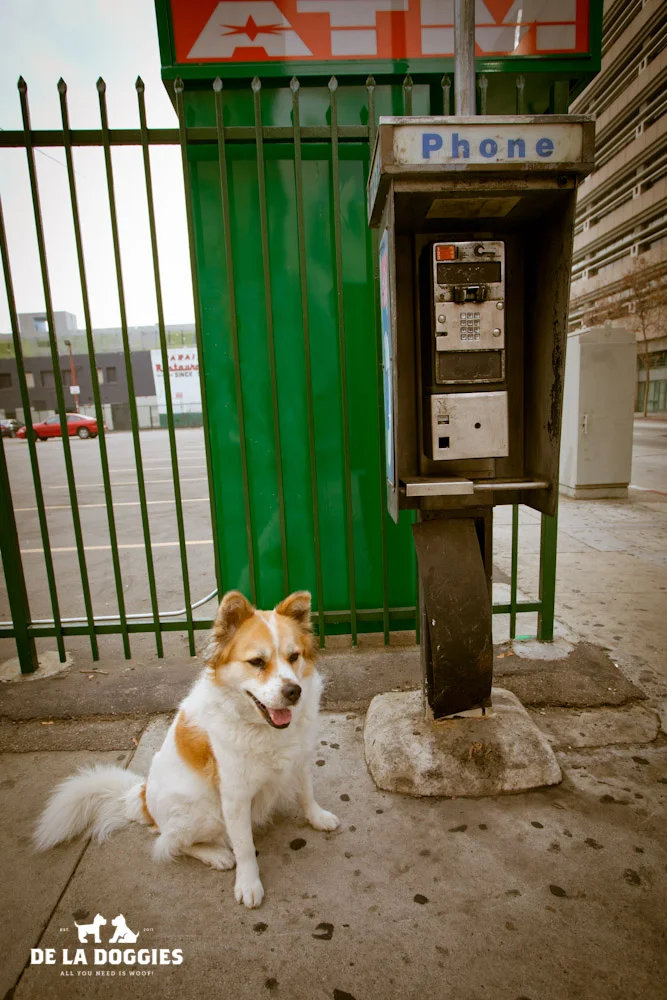 Dixie_phone.jpg